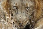 Lion, Male, Africa, AMFD02_094