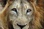 Lion, Male, Africa, AMFD02_096