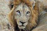 Lion, Male, Africa, AMFD02_097