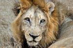 Lion, Male, Africa, AMFD02_098
