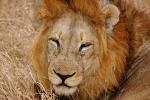 Lion, Male, Africa, AMFD02_099