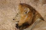 Lion, Male, Africa, AMFD02_100