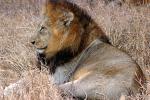 Lion, Male, Africa, AMFD02_101