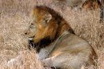 Lion, Male, Africa, AMFD02_102