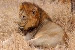 Lion, Male, Africa, AMFD02_103