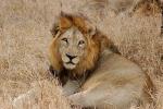 Lion, Male, Africa, AMFD02_104
