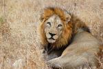 Lion, Male, Africa, AMFD02_105