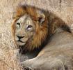 Lion, Male, Africa, AMFD02_106