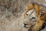 Lion, Male, Africa, AMFD02_107