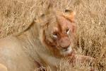 Lion, Female, Africa, AMFD02_112