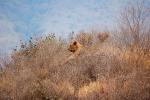 Lion, Female, Africa, AMFD02_114