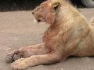 Lion, Female, Africa, AMFD02_117
