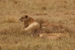 Female Lion, Africa, AMFD02_126