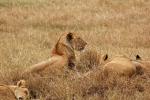 Female Lion, Africa, AMFD02_130