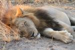 Lion, Katavi National Park, Tanzania, AMFD02_131