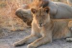 Lion, Katavi National Park, Tanzania