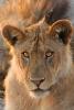 Lion, Katavi National Park, Tanzania, AMFD02_135B