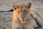 Lion, Katavi National Park, Tanzania, AMFD02_136