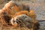 Lion, Katavi National Park, AMFD02_137