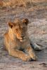 Lion, Katavi National Park, AMFD02_138