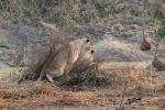 Lion, Katavi National Park, Tanzania, AMFD02_140