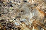 Lion, Katavi National Park, Tanzania, AMFD02_142