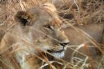 Lion, Katavi National Park, Tanzania, AMFD02_143
