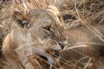 Lion, Katavi National Park, Tanzania, AMFD02_144