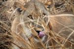 Lion, Katavi National Park, AMFD02_145