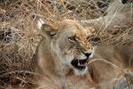 Lion, Katavi National Park, Tanzania, AMFD02_146