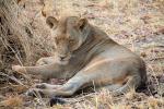 Lion, Katavi National Park, Tanzania, AMFD02_147