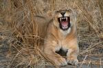 Snarling Lion, Katavi National Park, Tanzania, AMFD02_148