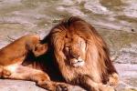 Lion, male, Africa, AMFV01P01_01.4100