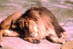 Lion, male, Africa, AMFV01P01_02.4100