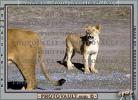 Lion, female, Africa, AMFV01P01_03