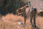 Cheetah, Africa, AMFV01P01_04.4100