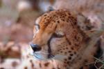 Cheetah, Africa, AMFV01P01_05.4100