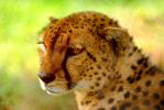 Cheetah, Africa, AMFV01P01_06.1567