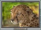 Cheetah, Africa, AMFV01P01_06