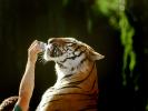 Bottle Feeding a Tiger
