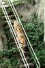 Tiger walking down the stairs, AMFV01P04_08