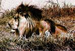 Lion, male, AMFV01P05_02B
