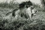 Lion, male, AMFV01P05_03.4100