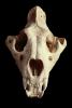 Lion Skull, AMFV01P05_04B