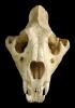 Lion Skull, Eye Sockets, AMFV01P05_05.1712