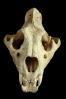 Lion Skull, Bones, Teeth, Nostril, Eye Sockets, AMFV01P05_05