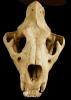 Lion Skull, AMFV01P05_10