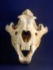 Lion Skull, Eye Socketsd, AMFV01P05_17.1712
