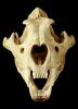 Lion Skull, AMFV01P05_18