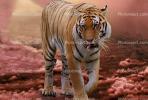 Tiger, AMFV01P06_01D
